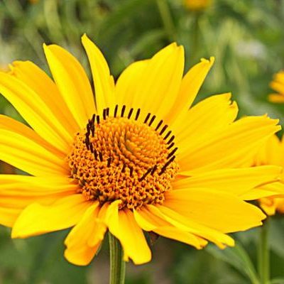 arnica