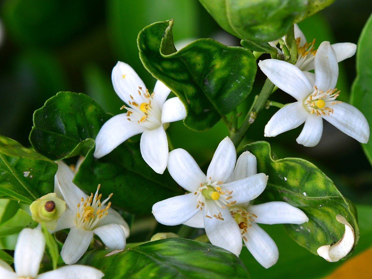 Neroli. Нероли. Нероли растение. Нероли цветок апельсина. Neroli Blossom.